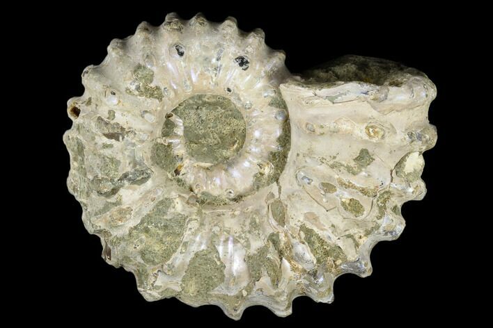 Bumpy Ammonite (Douvilleiceras) Fossil - Madagascar #115601